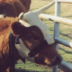 NRS Strap On Muley Horns -Western Tack Sales Store ropinghorn2